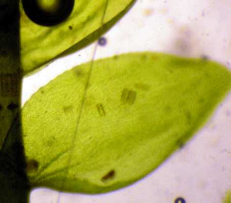 Musgo Taxiphyllum barbieri